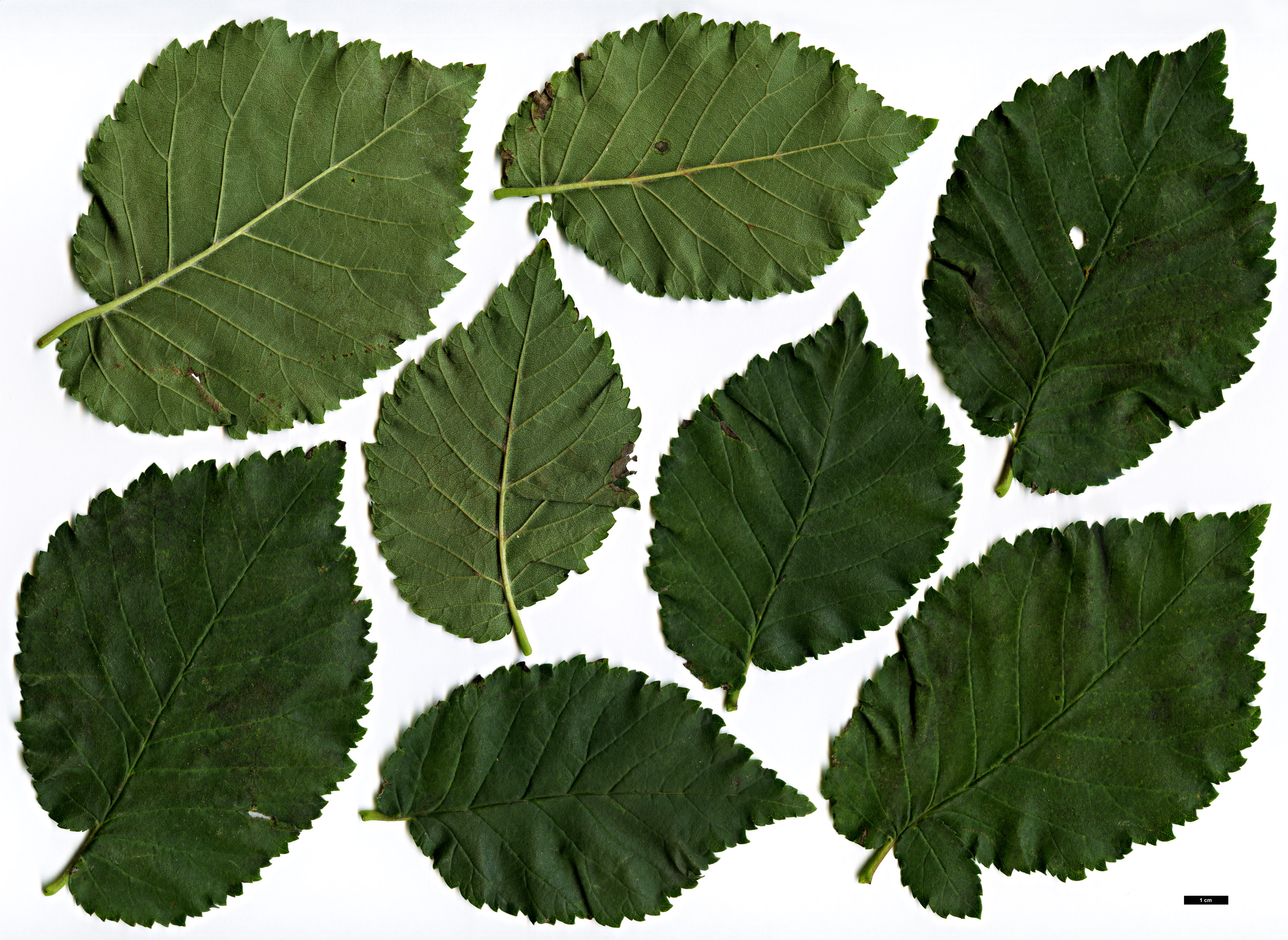 High resolution image: Family: Ulmaceae - Genus: Ulmus - Taxon: ×hollandica - SpeciesSub: 'Major' (U.glabra × U.minor)